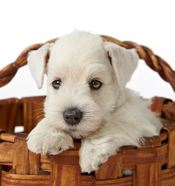 Blanco schnauzer cachorro — Foto de Stock