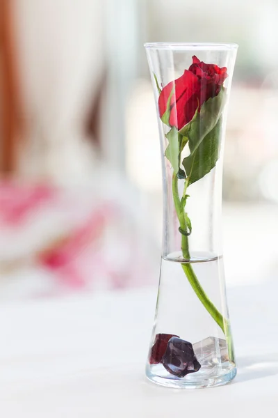 Trandafir roșu într-o vază — Fotografie, imagine de stoc