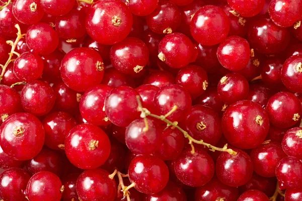 Red currant background — Stock Photo, Image