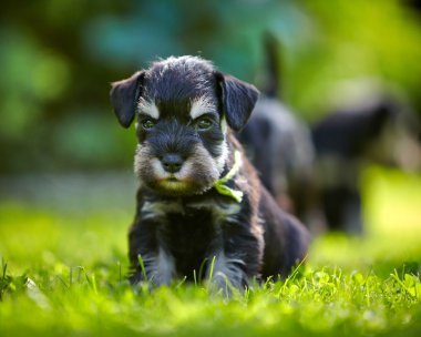 minyatür schnauzer köpek yavrusu
