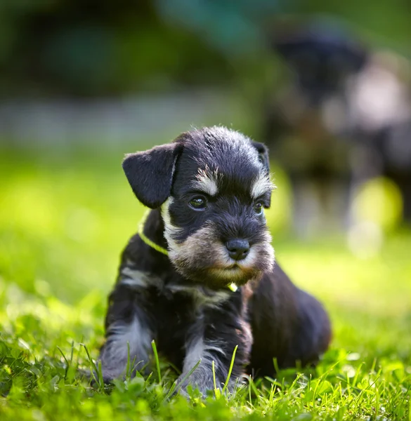 Cachorro schnauzer miniatura — Foto de Stock