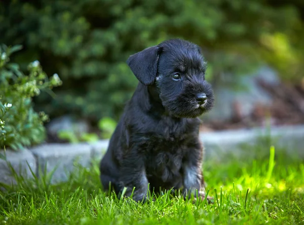 Minyatür schnauzer köpek yavrusu — Stok fotoğraf