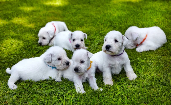Cuccioli schnauzer bianco — Foto Stock