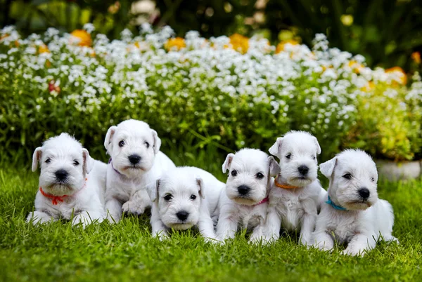 Cuccioli schnauzer bianco — Foto Stock