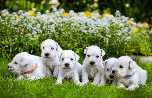 Witte schnauzer pups — Stockfoto