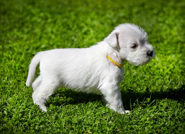 White schnauzer puppy — Stock Photo, Image