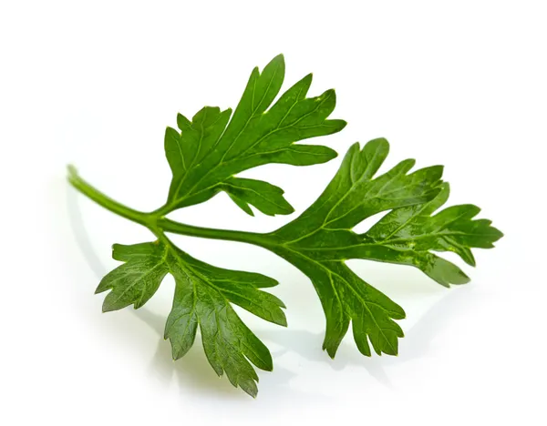 Green parsley leave on a white background — Stock Photo, Image