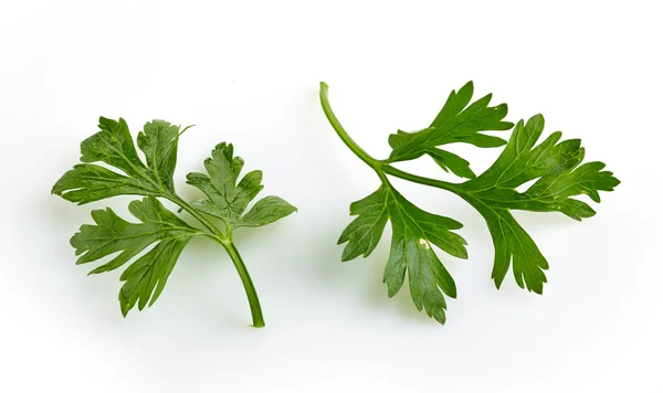 Folhas de salsa verde em um fundo branco — Fotografia de Stock