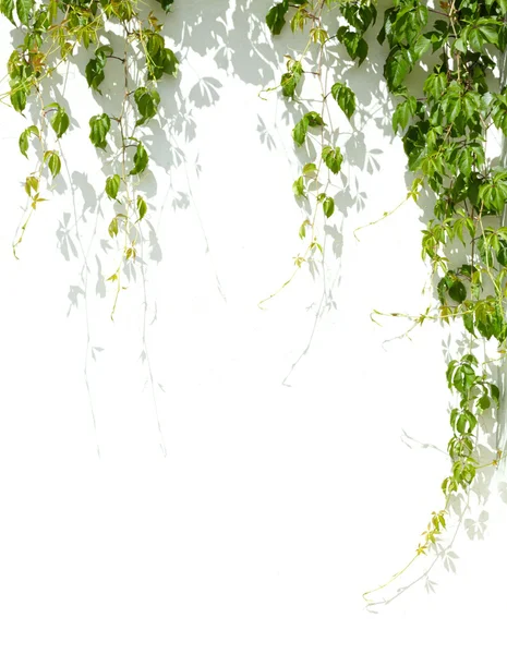Zielony winogron pozostawia na tle białej ściany — Zdjęcie stockowe
