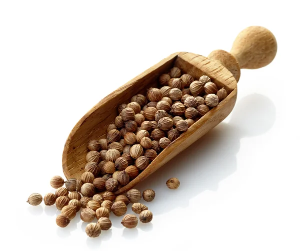 Wooden scoop with dried coriander seeds — Stock Photo, Image
