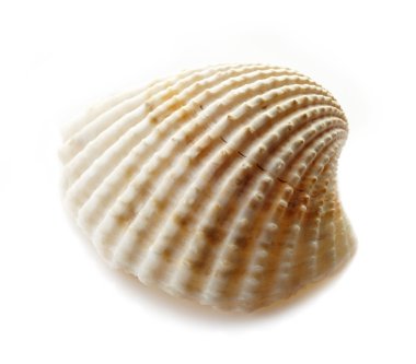 Deniz kabuğu