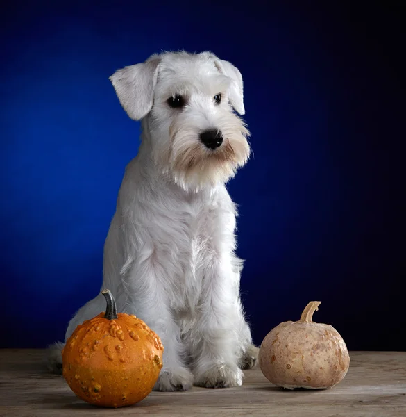 Witte puppy en twee pompoenen — Stockfoto