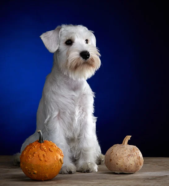 Witte puppy en twee pompoenen — Stockfoto