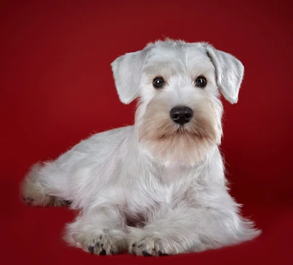 Bianco in miniatura schnauzer cucciolo — Foto Stock