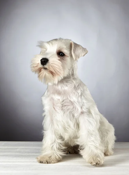 Beyaz minyatür schnauzer köpek yavrusu — Stok fotoğraf