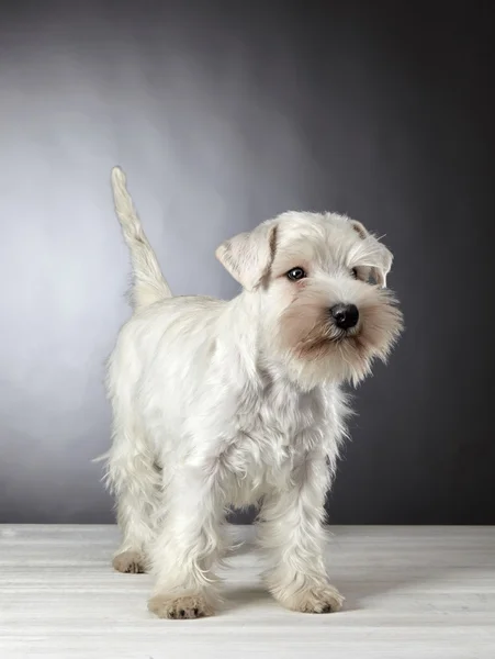 白いミニチュアシュナウザー子犬 — ストック写真