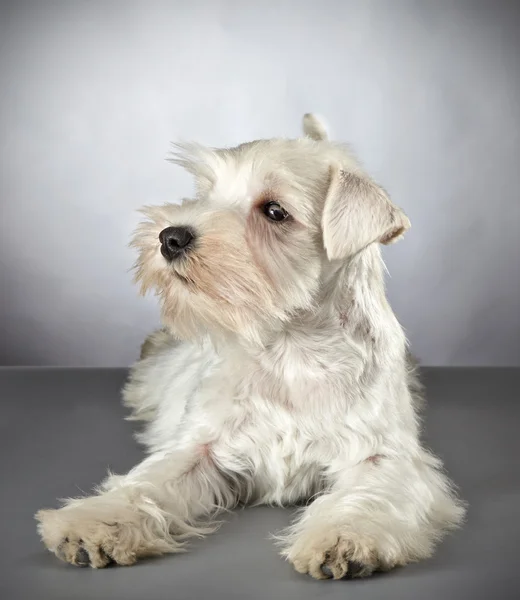 Blanco cachorro schnauzer miniatura — Foto de Stock