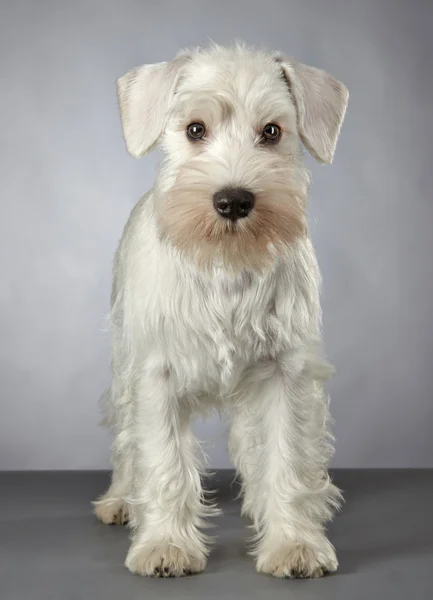 Cachorrinho schnauzer em miniatura branca — Fotografia de Stock