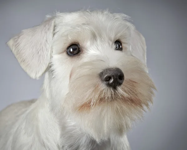 White miniature schnauzer puppy — Stock Photo, Image