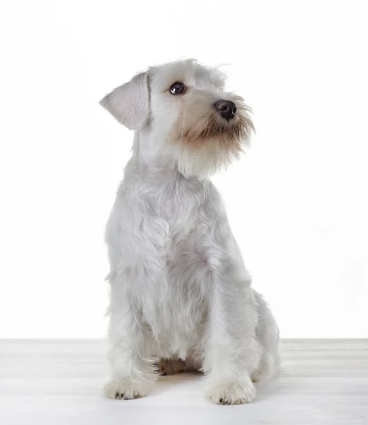 Bianco in miniatura schnauzer cucciolo — Foto Stock