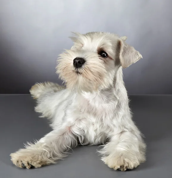 白いミニチュアシュナウザー子犬 — ストック写真