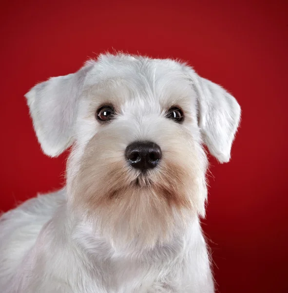 Bianco in miniatura schnauzer cucciolo — Foto Stock