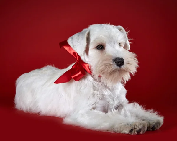 白いミニチュアシュナウザー子犬 — ストック写真