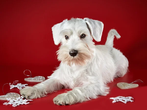 Blanco cachorro schnauzer miniatura —  Fotos de Stock