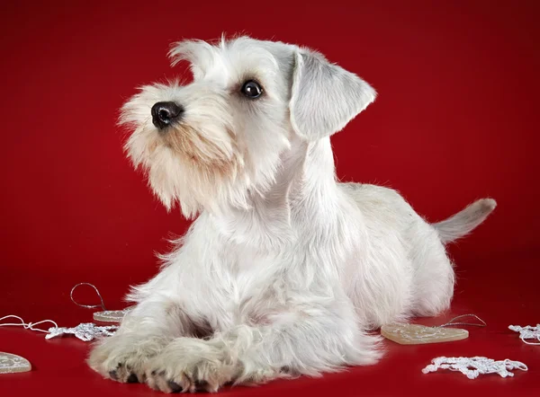 Cachorrinho schnauzer em miniatura branca Imagem De Stock