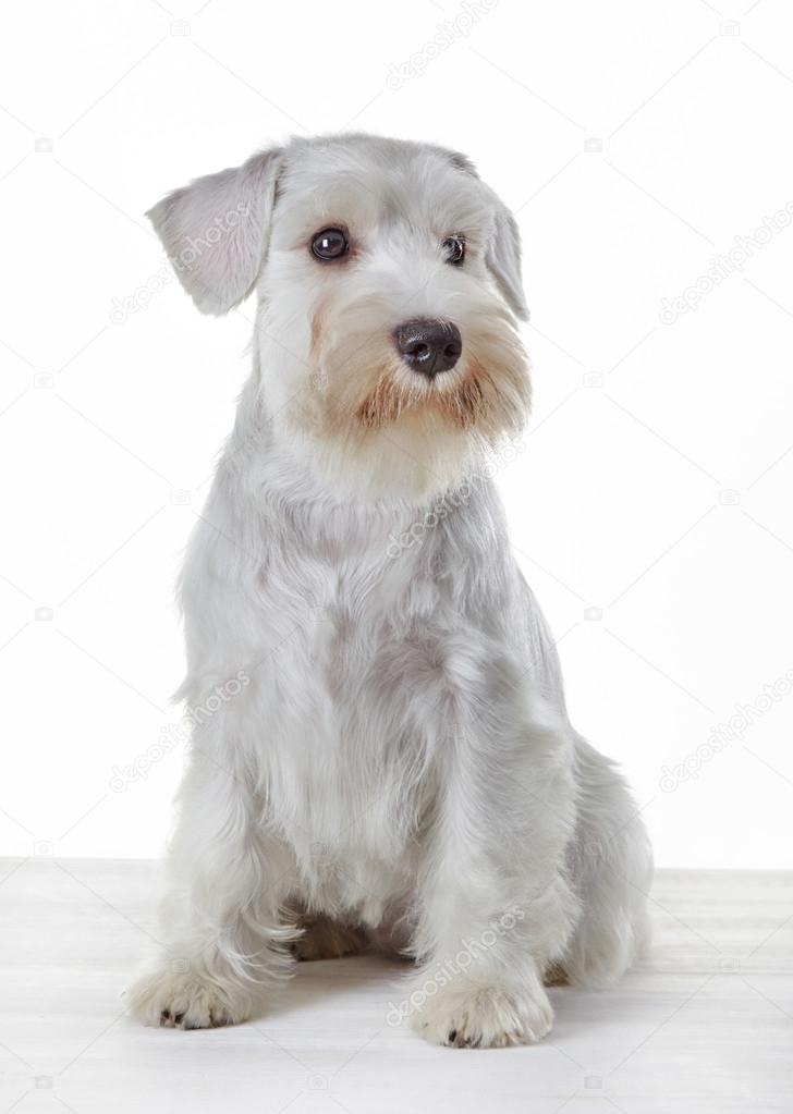 White miniature schnauzer puppy