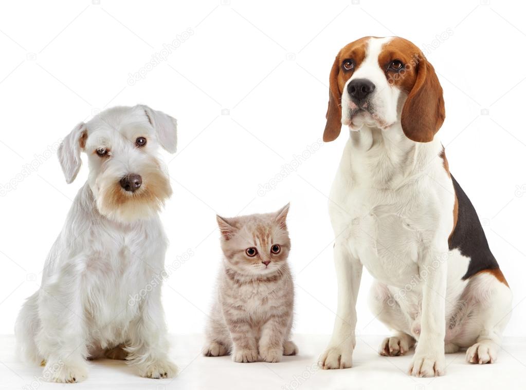 three domestic animals cat and dogs