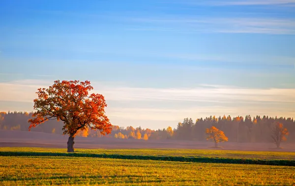 Beau paysage d'automne — Photo