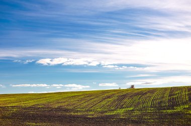 Genç bitkiler alanında peyzaj