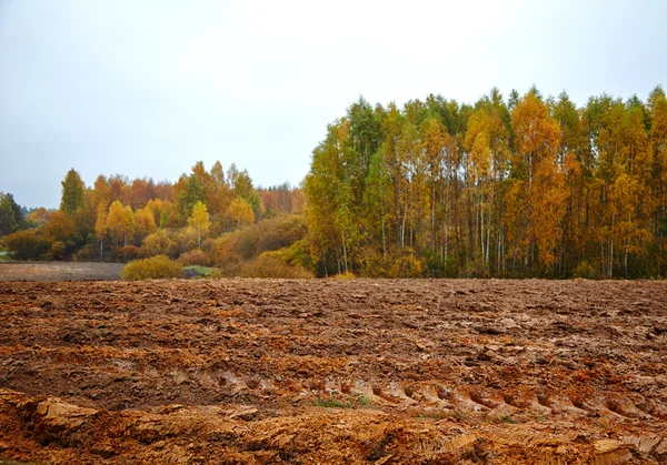 Кукурузное поле осенью — стоковое фото