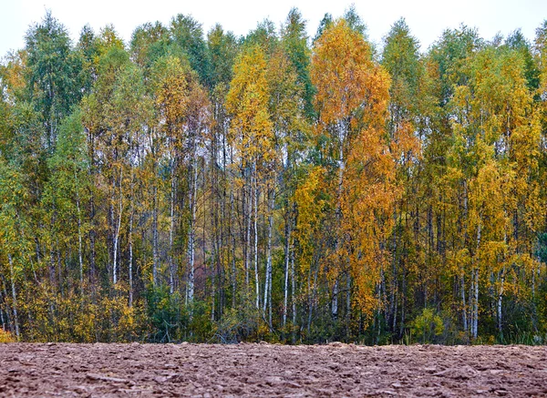 Кукурузное поле осенью — стоковое фото