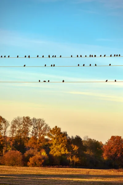 Birds on electric wire — Stock Photo, Image