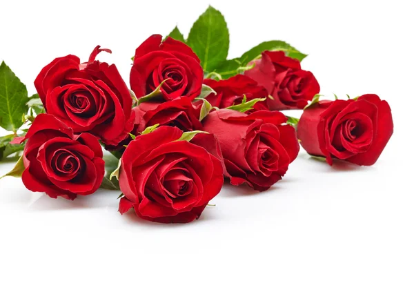 Rose rosse — Foto Stock