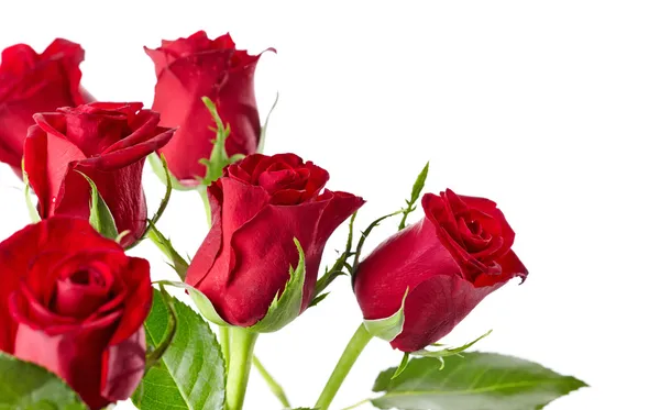 Red roses Royalty Free Stock Photos