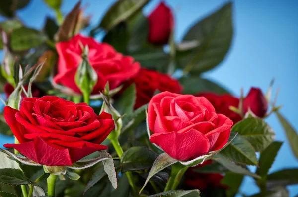 Red roses — Stock Photo, Image