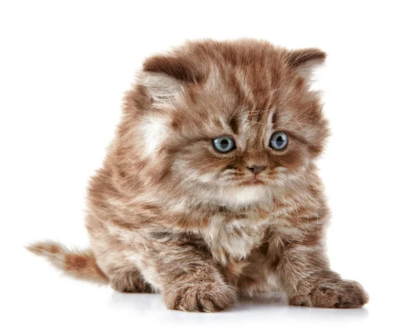 British long hair kitten — Stock Photo, Image