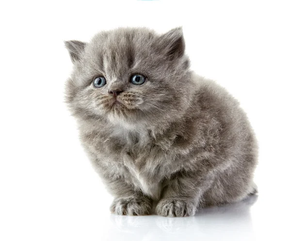 Britânico longo cabelo gatinho — Fotografia de Stock