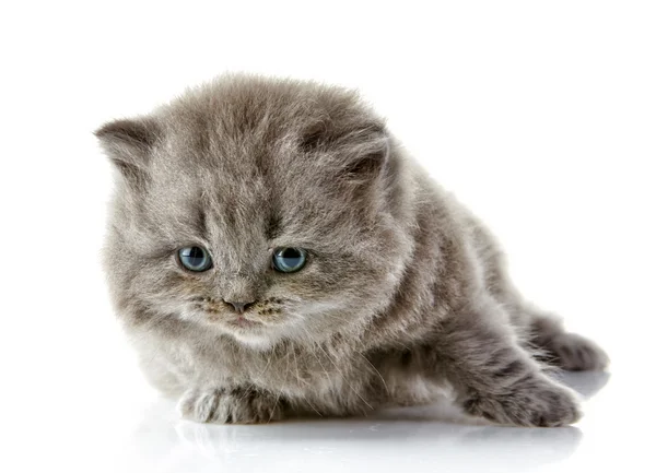 Βρετανική μακρυμάλλη γατάκι — Φωτογραφία Αρχείου