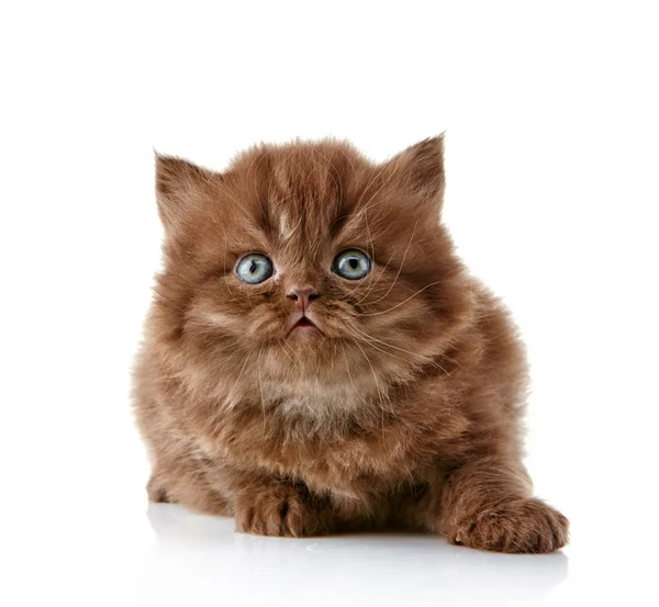 Britse lange haren kitten — Stockfoto