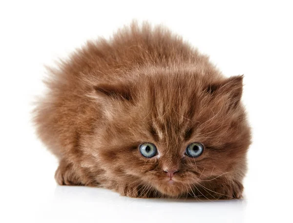 イギリスの長い髪の子猫 — ストック写真