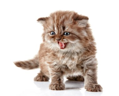 İngiliz uzun saç yavru kedi