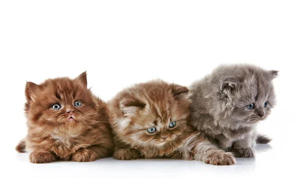 British long hair kittens — Stock Photo, Image