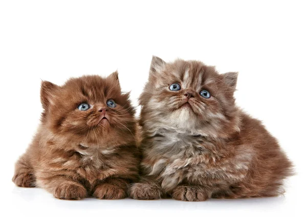 British long hair kittens — Stock Photo, Image