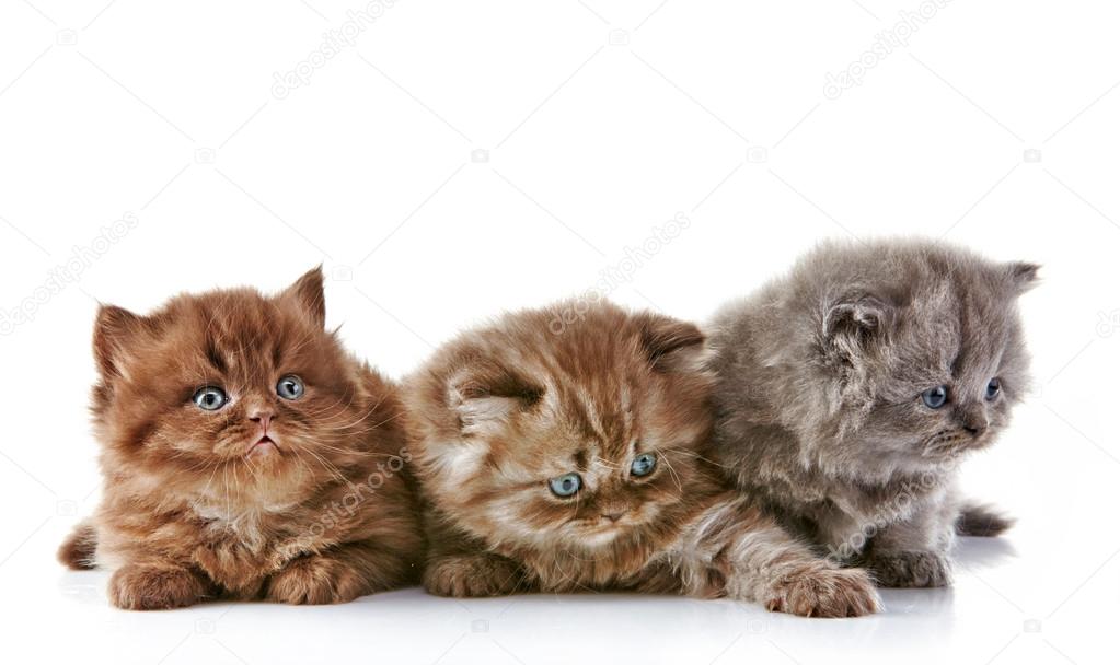 British long hair kittens