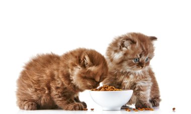 İngiliz uzun saç yavru kedi