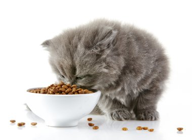 İngiliz uzun saç yavru kedi